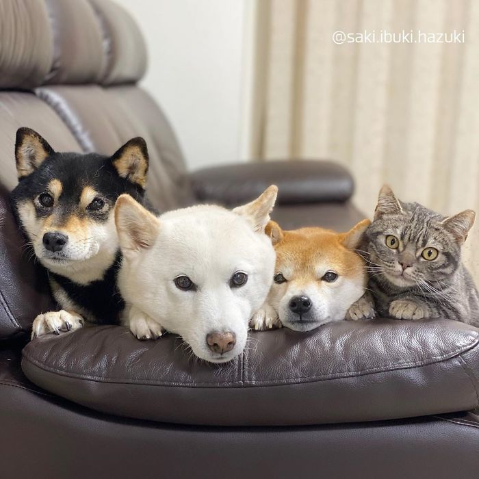 Cat-Thinks-She-Is-Dog-Saki-Ibuki-Hazuki