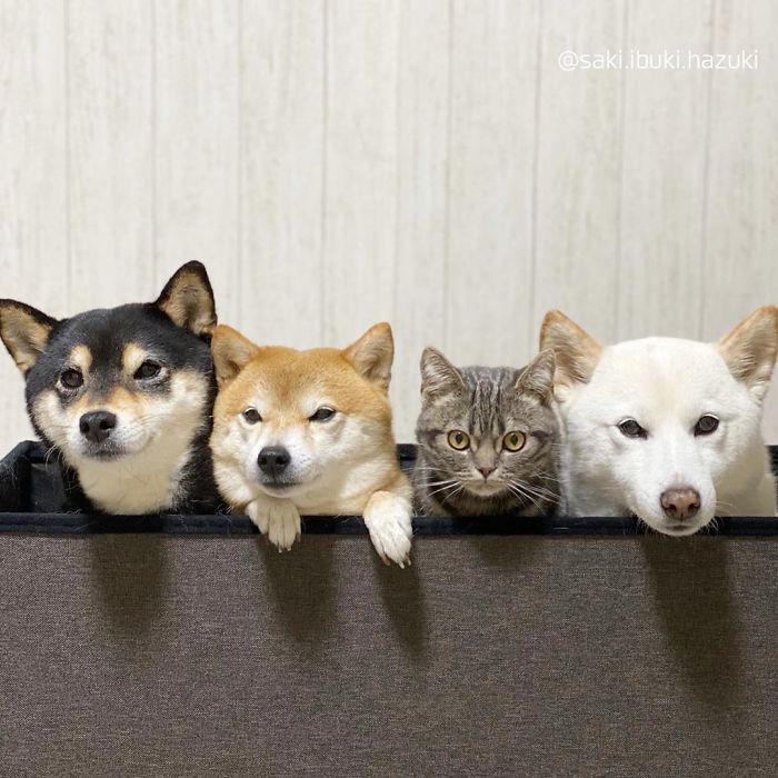 Cat-Thinks-She-Is-Dog-Saki-Ibuki-Hazuki