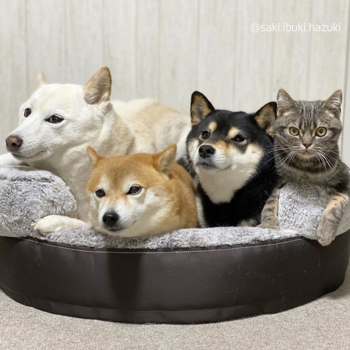 Cat-Thinks-She-Is-Dog-Saki-Ibuki-Hazuki