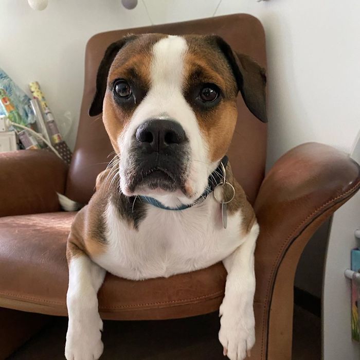 Pit Bull + Entlebucher Dog