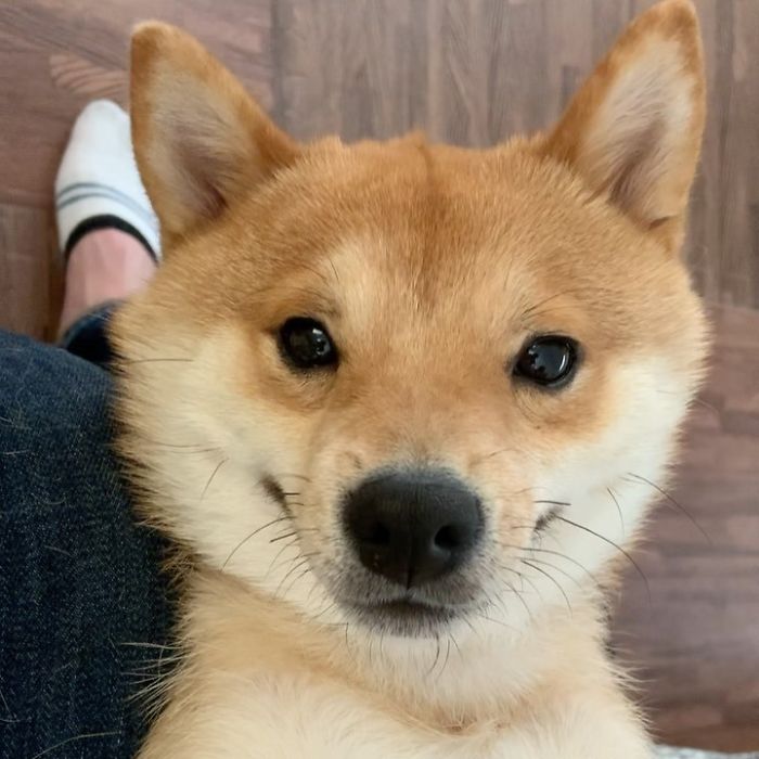 Smilling-Shiba-Pics
