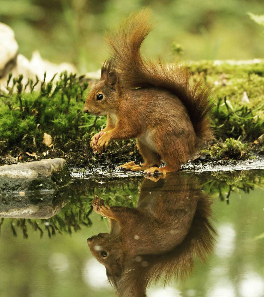 I Captured Squirrels Looking In The Water As If They Were Looking In The Mirror (14 Pics)