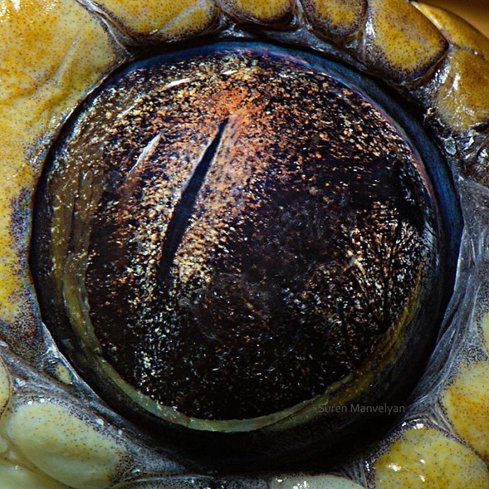 Snake: The Garden Boa