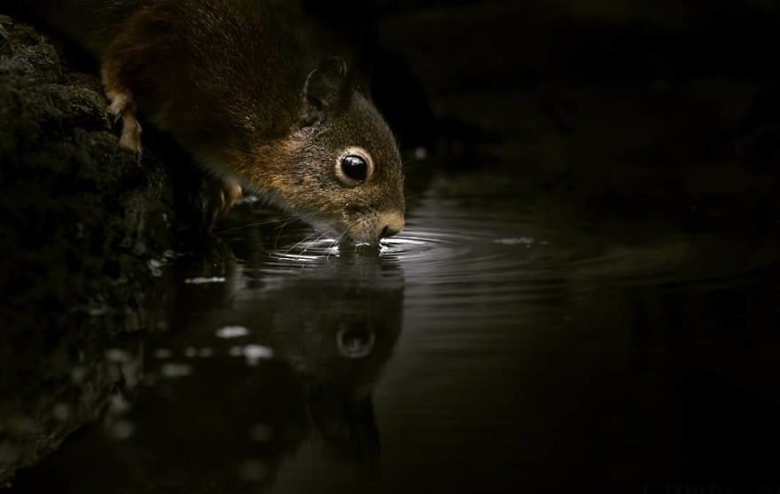 I Captured Squirrels Looking In The Water As If They Were Looking In The Mirror (14 Pics)