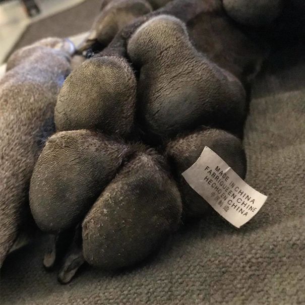 And Here I Thought Great Danes Were Made In Germany