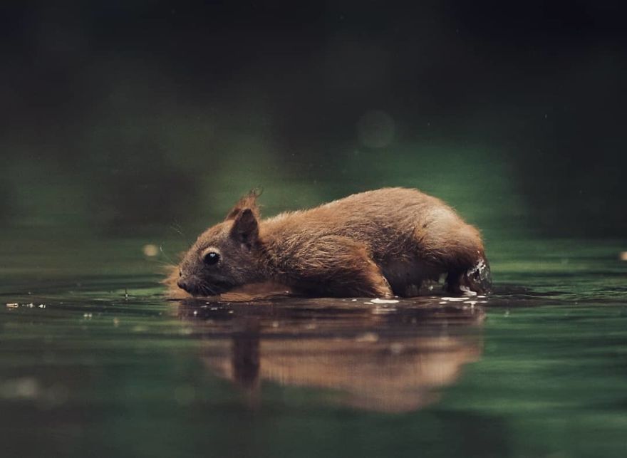 I Captured Squirrels Looking In The Water As If They Were Looking In The Mirror (14 Pics)