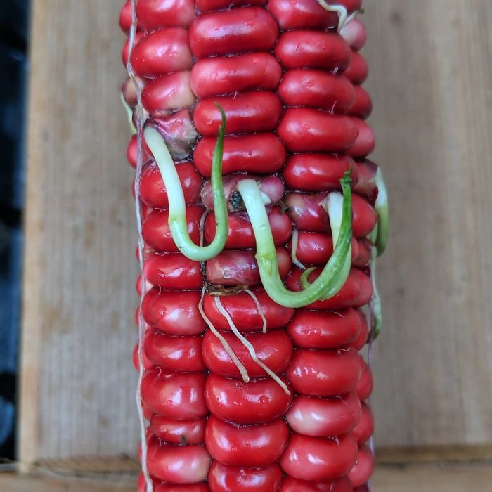 In This Episode Of Nature-Is-Weird, Vivipary: Corn Kernels