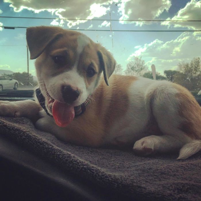 Pit Bull + Alaskan Malamute