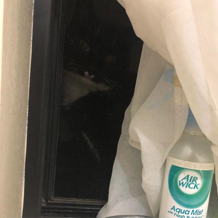 Ya Nasty! Pervert Kitty