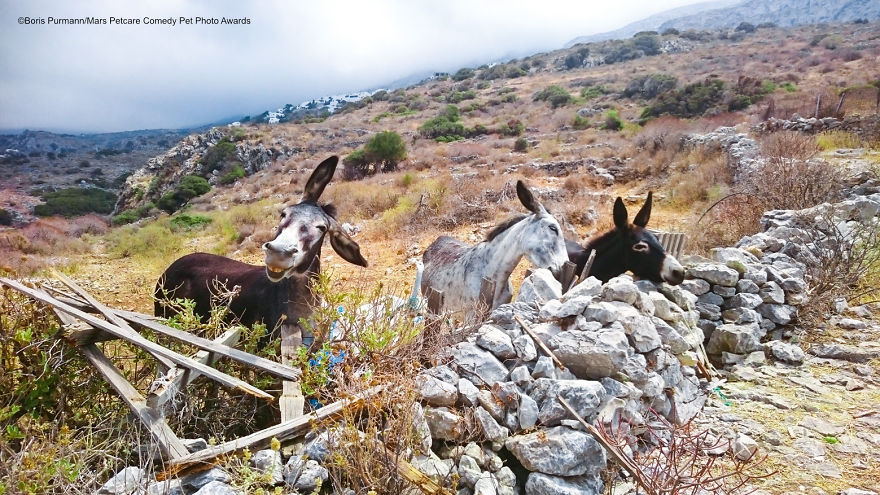 'The Funny Amorgos Donkey' By Boris Purmann