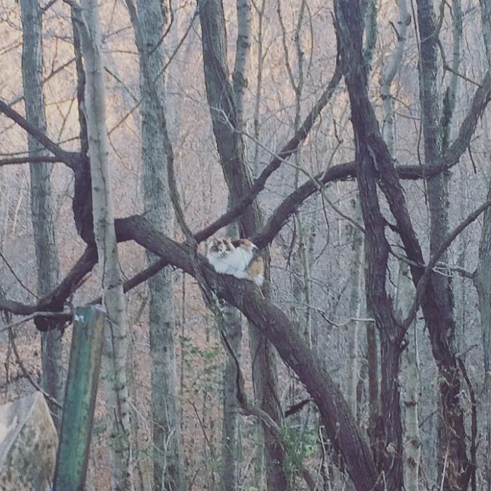 Cats-Raised-By-Birds