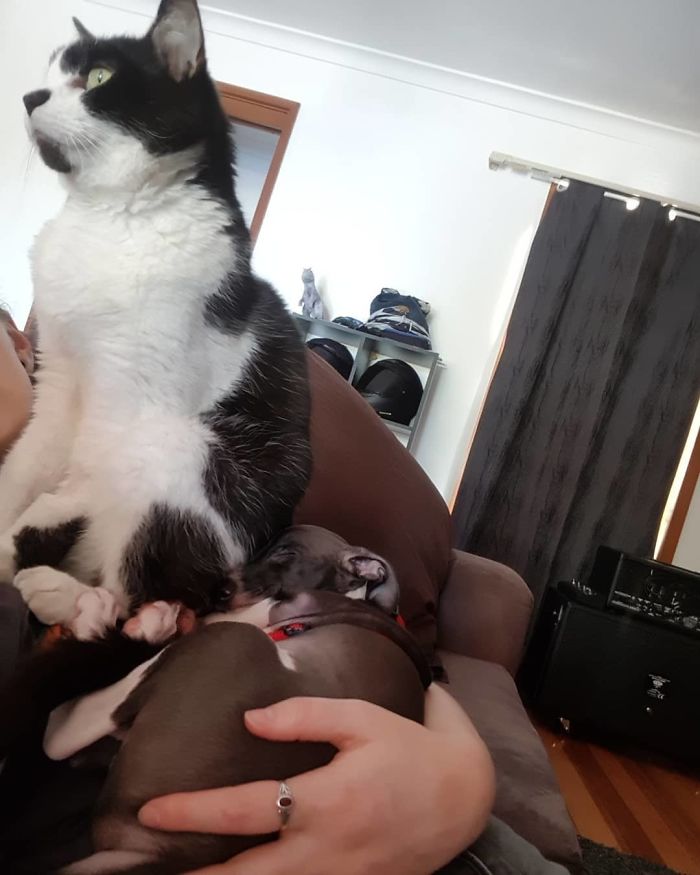 Senior Cat Showing Me Exactly Who's Boss