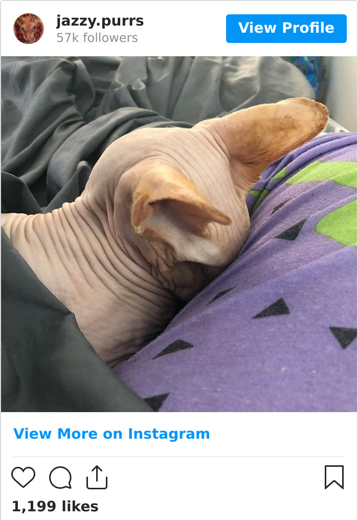 Jazzypurrs-Jasper-Cat-Sphinx-Eyeless