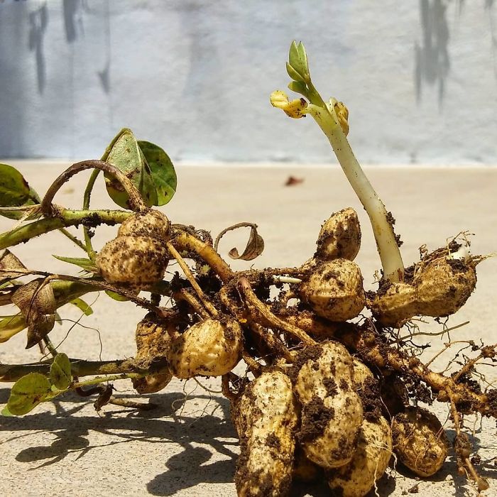 Vivipary ... Groundnut