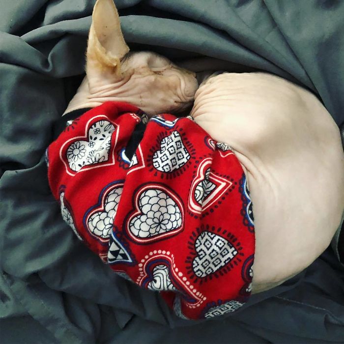 Jazzypurrs-Jasper-Cat-Sphinx-Eyeless