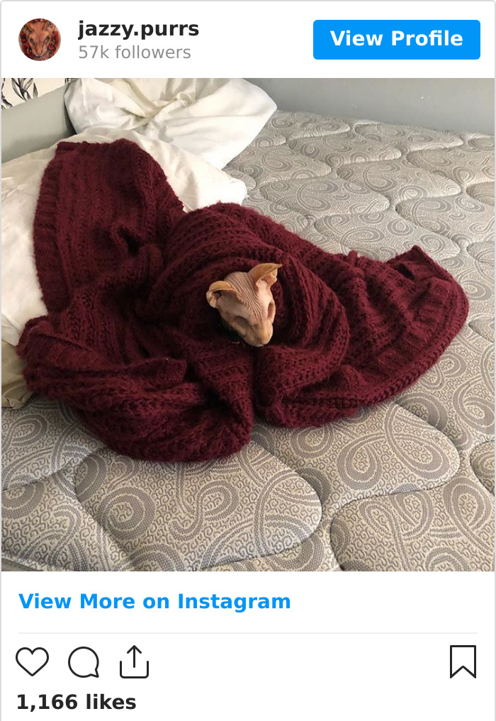 Jazzypurrs-Jasper-Cat-Sphinx-Eyeless