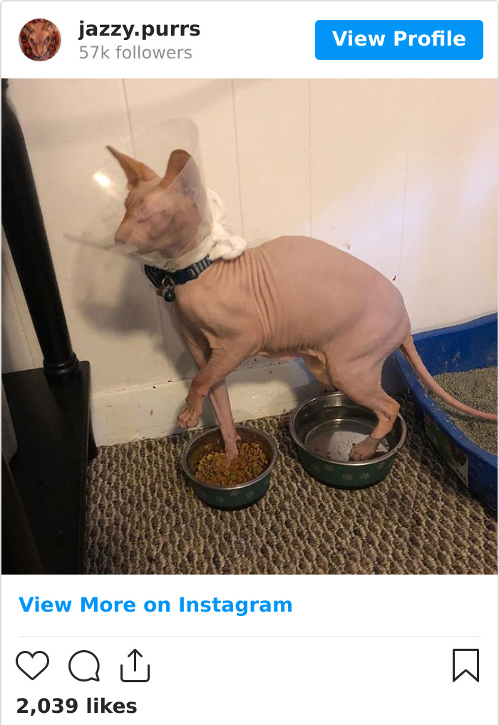 Jazzypurrs-Jasper-Cat-Sphinx-Eyeless