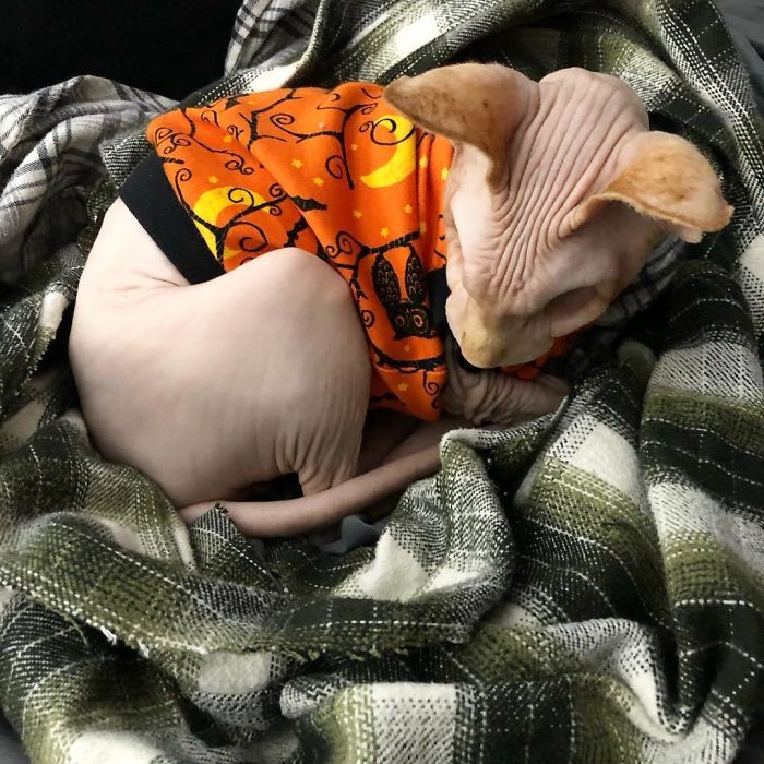 Jazzypurrs-Jasper-Cat-Sphinx-Eyeless