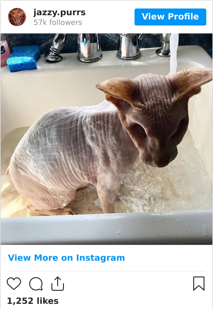 Jazzypurrs-Jasper-Cat-Sphinx-Eyeless