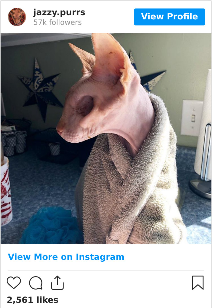 Jazzypurrs-Jasper-Cat-Sphinx-Eyeless