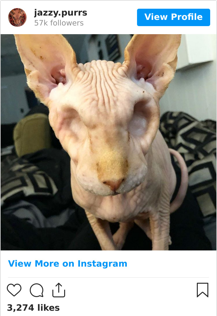 Jazzypurrs-Jasper-Cat-Sphinx-Eyeless