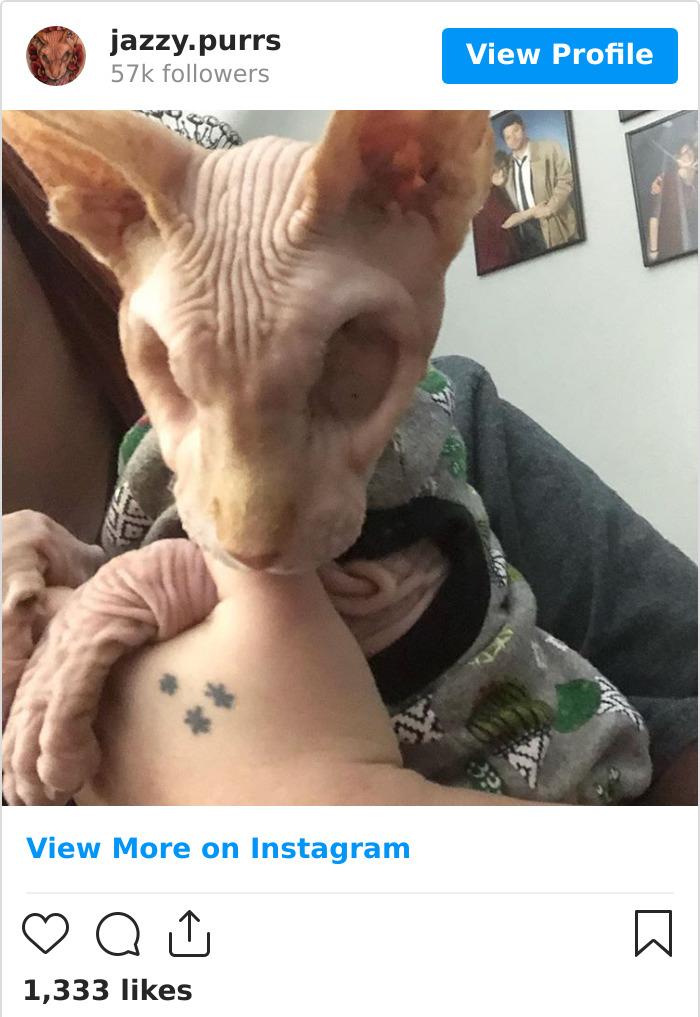 Jazzypurrs-Jasper-Cat-Sphinx-Eyeless