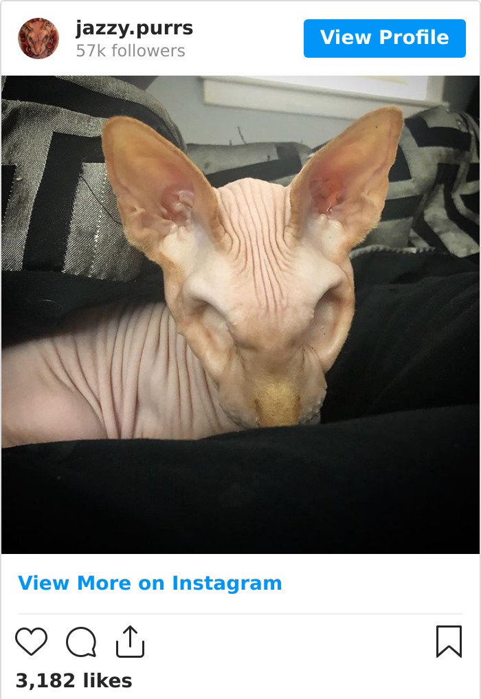 Jazzypurrs-Jasper-Cat-Sphinx-Eyeless