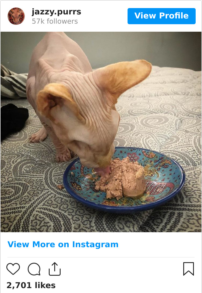 Jazzypurrs-Jasper-Cat-Sphinx-Eyeless