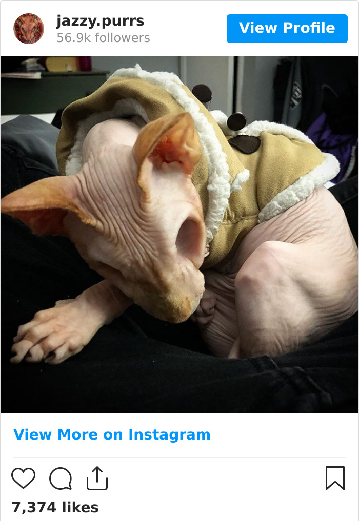 Jazzypurrs-Jasper-Cat-Sphinx-Eyeless