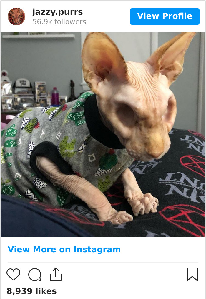 Jazzypurrs-Jasper-Cat-Sphinx-Eyeless