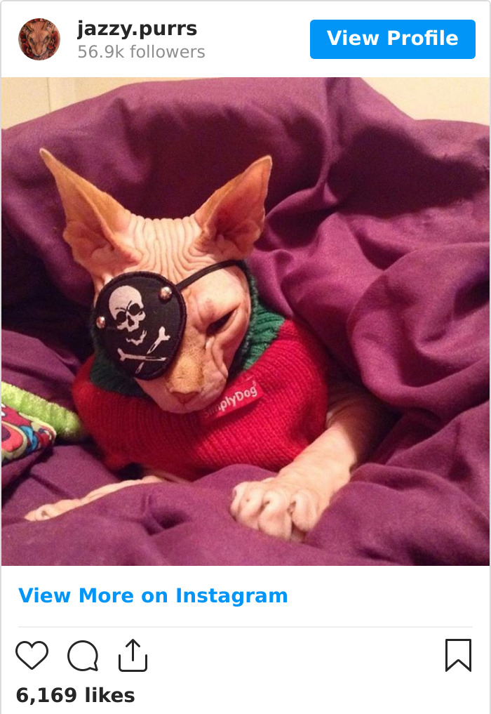 Jazzypurrs-Jasper-Cat-Sphinx-Eyeless