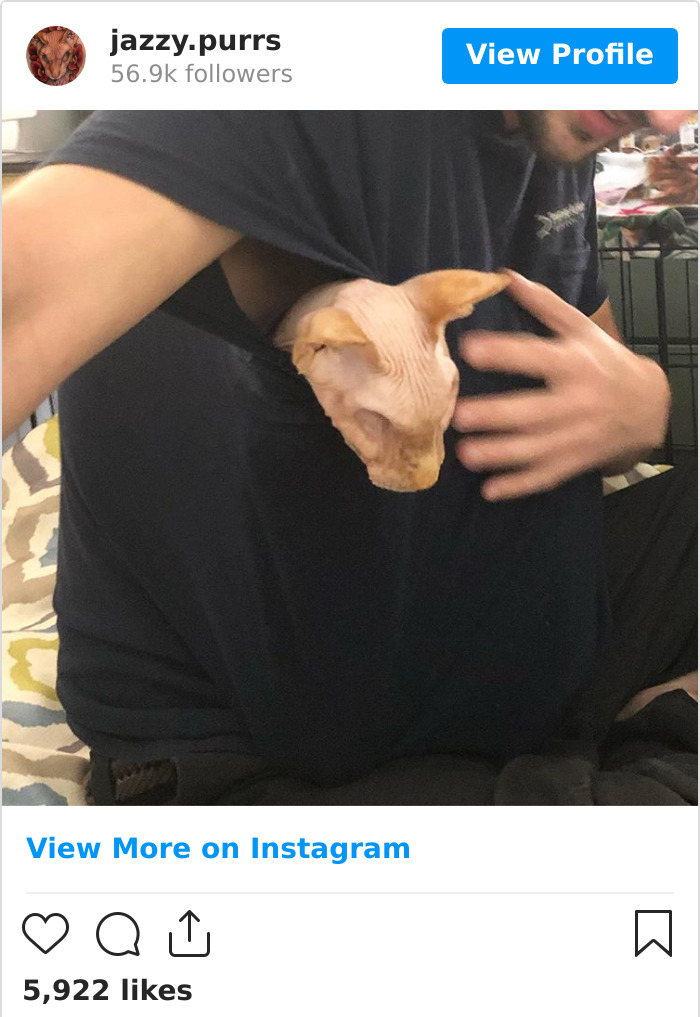 Jazzypurrs-Jasper-Cat-Sphinx-Eyeless