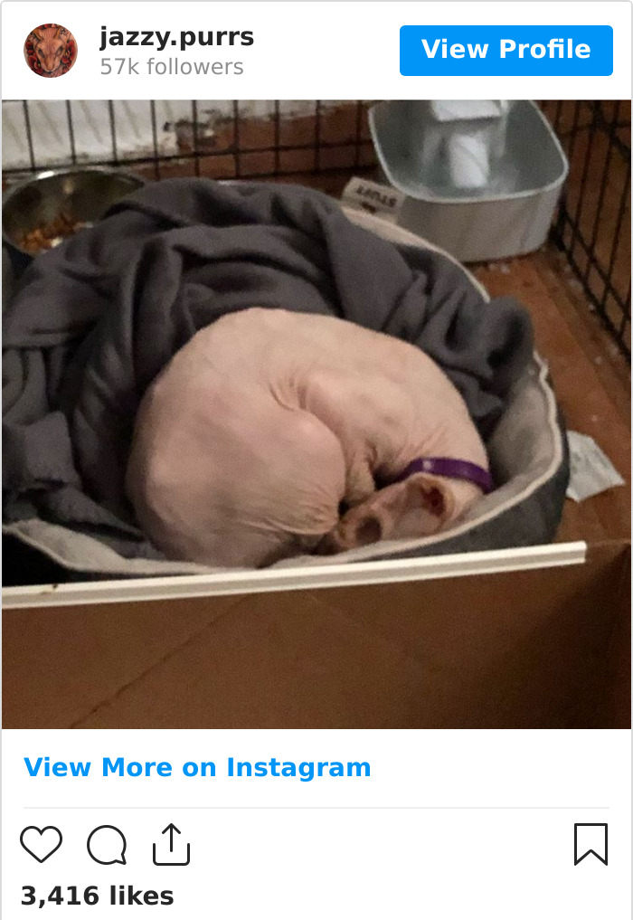 Jazzypurrs-Jasper-Cat-Sphinx-Eyeless