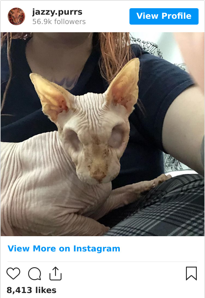 Jazzypurrs-Jasper-Cat-Sphinx-Eyeless