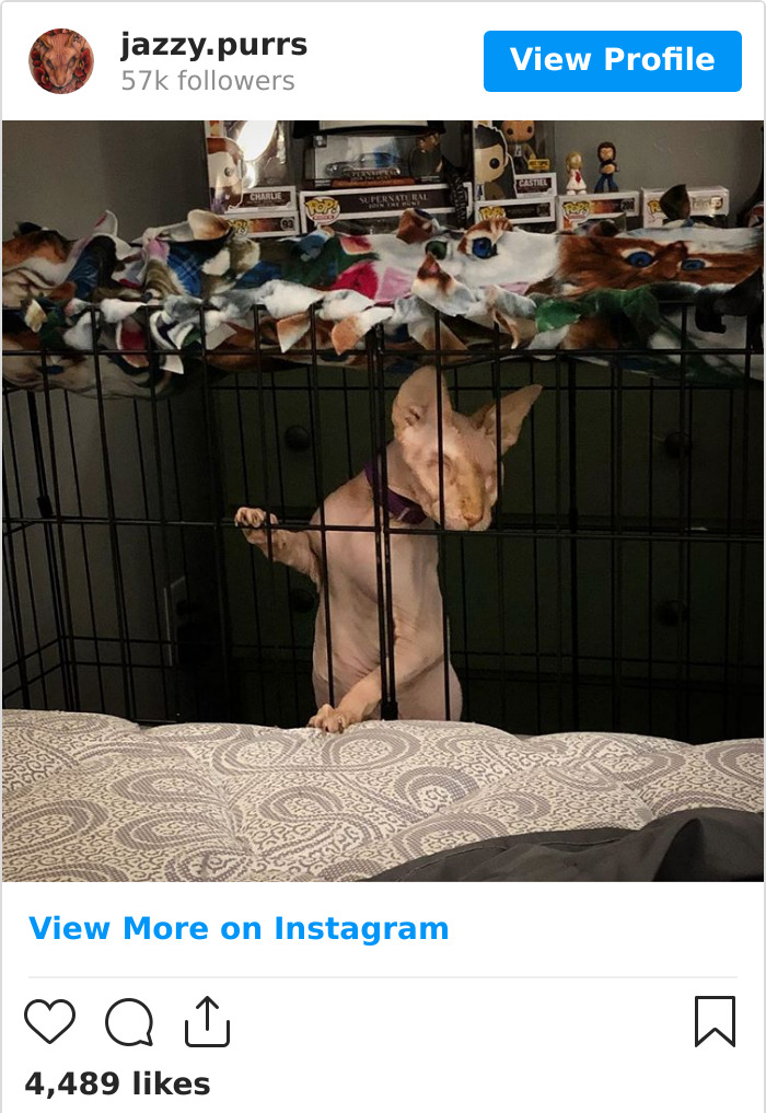 Jazzypurrs-Jasper-Cat-Sphinx-Eyeless