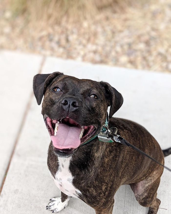 Pit Bull + Boston Terrier