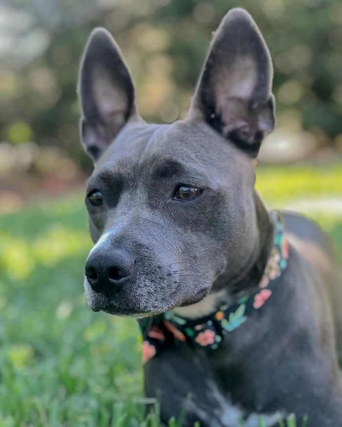 Pit Bull + Chihuahua