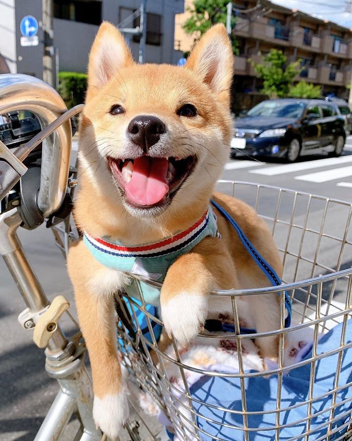 Smilling-Shiba-Pics