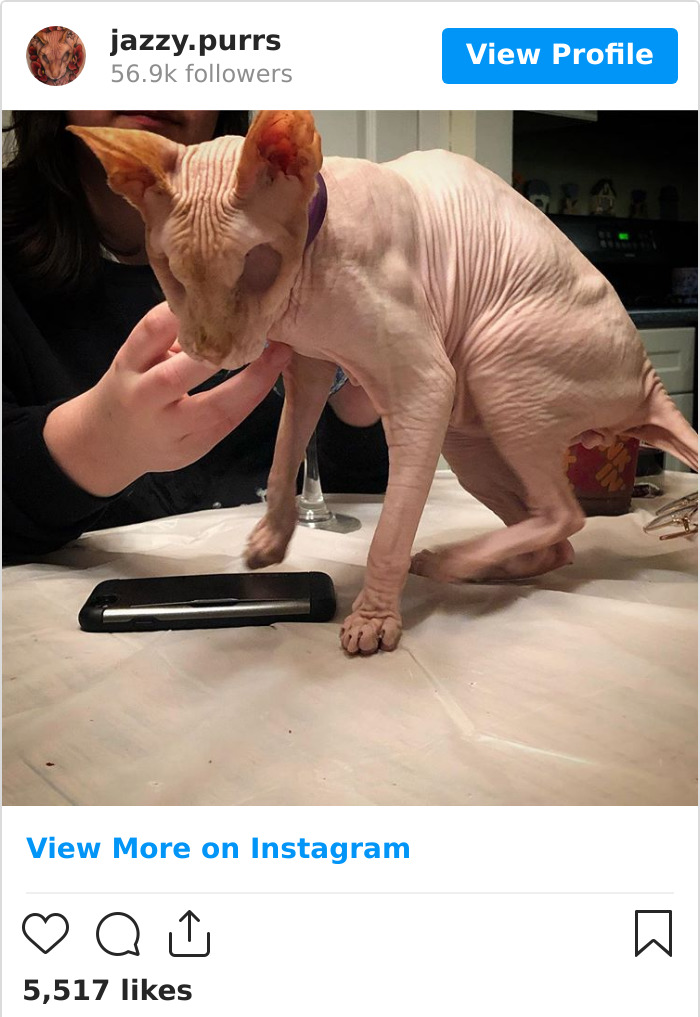 Jazzypurrs-Jasper-Cat-Sphinx-Eyeless