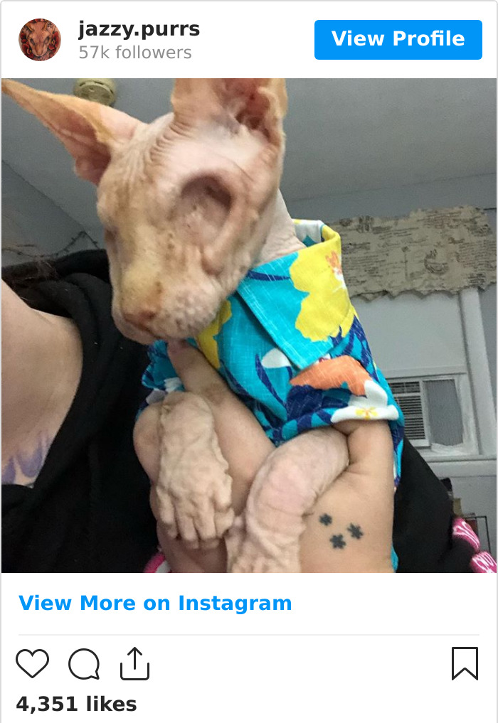 Jazzypurrs-Jasper-Cat-Sphinx-Eyeless