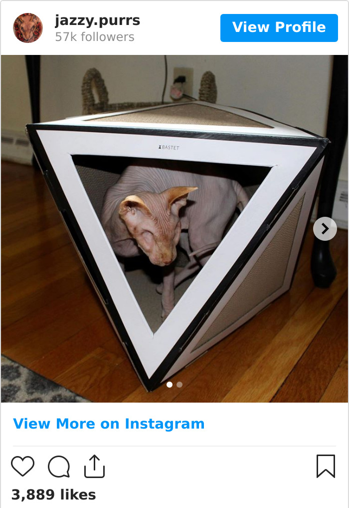 Jazzypurrs-Jasper-Cat-Sphinx-Eyeless