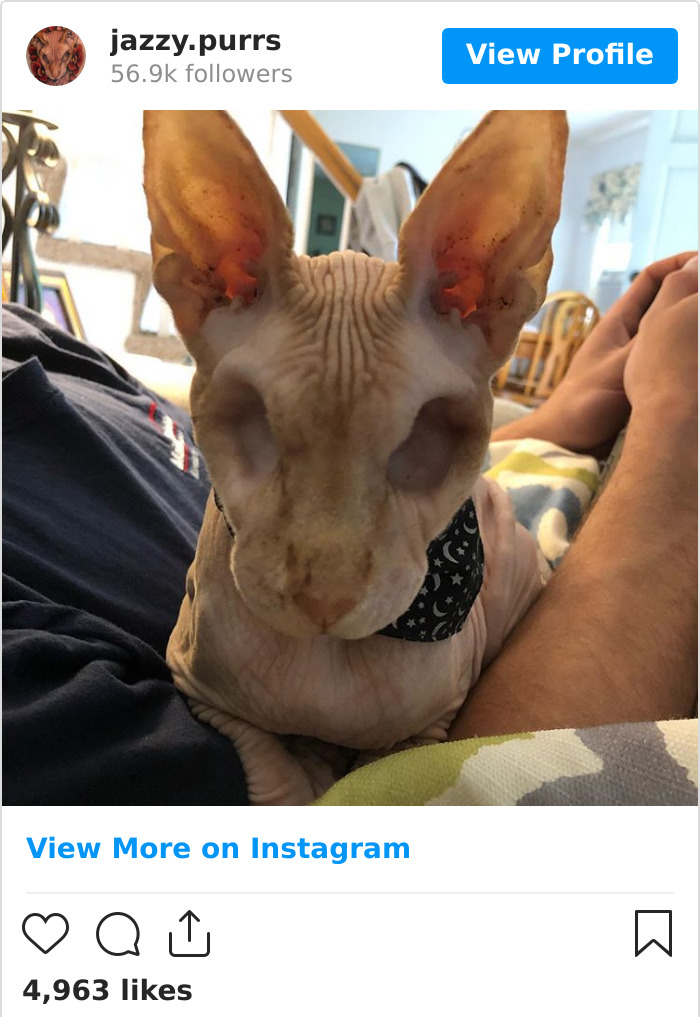 Jazzypurrs-Jasper-Cat-Sphinx-Eyeless