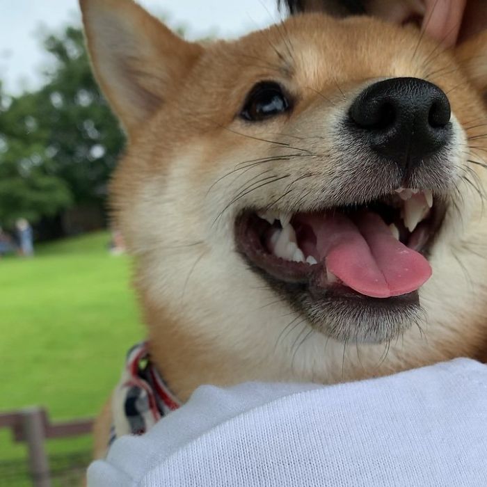 Smilling-Shiba-Pics