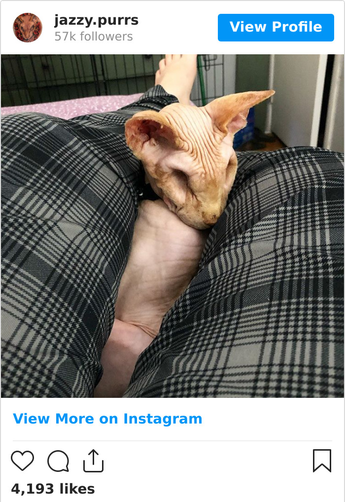 Jazzypurrs-Jasper-Cat-Sphinx-Eyeless