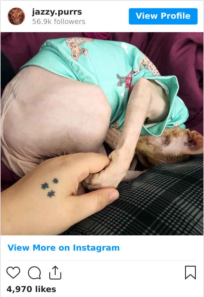 Jazzypurrs-Jasper-Cat-Sphinx-Eyeless