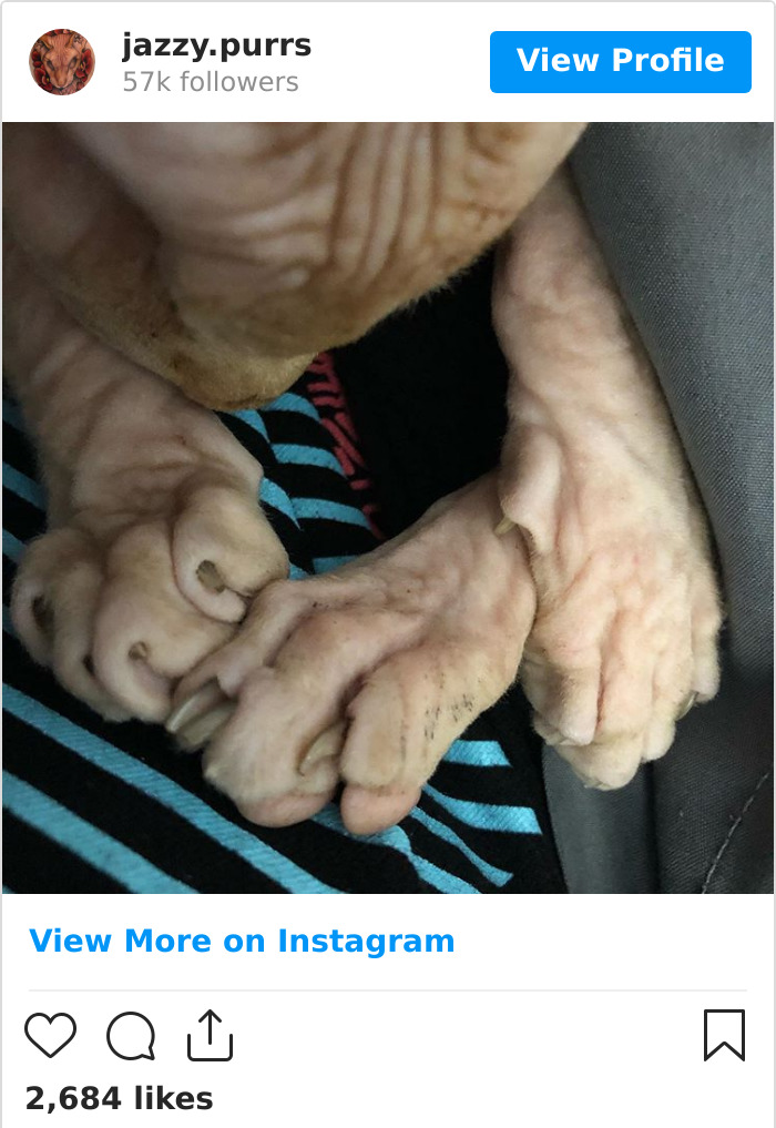 Jazzypurrs-Jasper-Cat-Sphinx-Eyeless