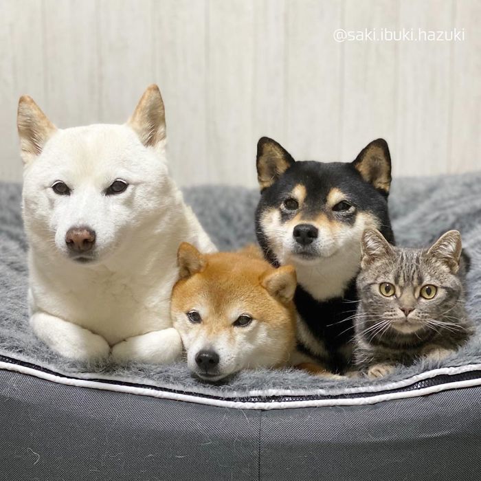 Cat-Thinks-She-Is-Dog-Saki-Ibuki-Hazuki