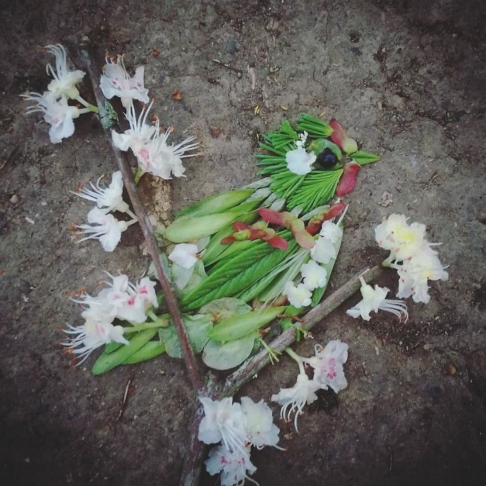 Plant-Flower-Birds-Hannah-Bullen-Ryner