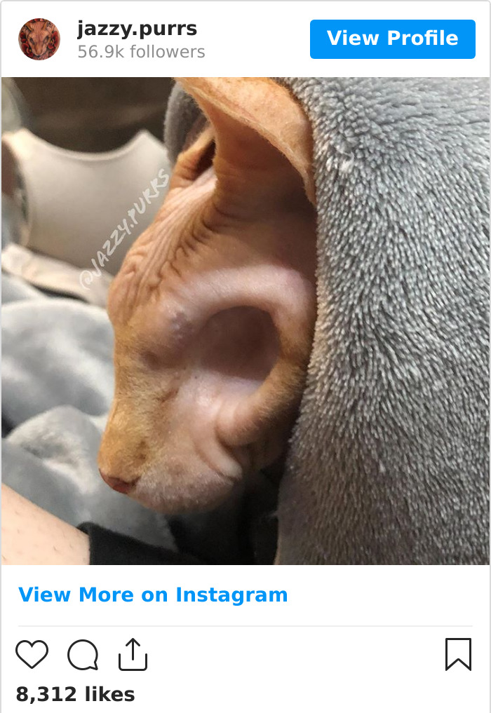 Jazzypurrs-Jasper-Cat-Sphinx-Eyeless