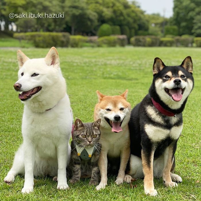 Cat-Thinks-She-Is-Dog-Saki-Ibuki-Hazuki